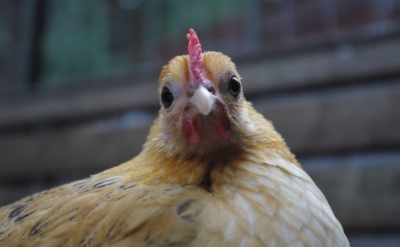 Mhoje_chickenmozhanlon_photo_jpg