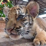 Mhoje_cub_photo_jpg