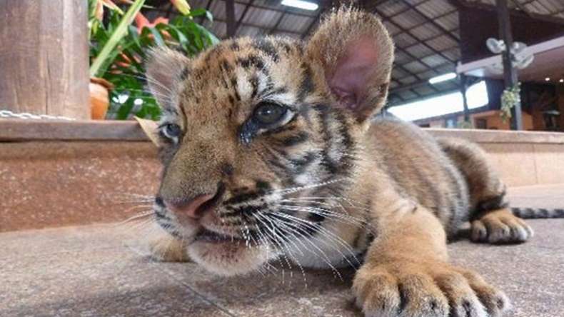 40 dead tiger cubs found in Thailand temple freezer – Video | Club of ...