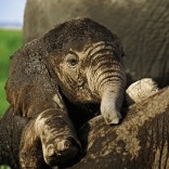 African elephant (Loxodonta africana). Calves lie down to sleep while others attempt to play with sleeping individual. Amboseli National Park, Kenya. Distribution Sub-Saharan Africa