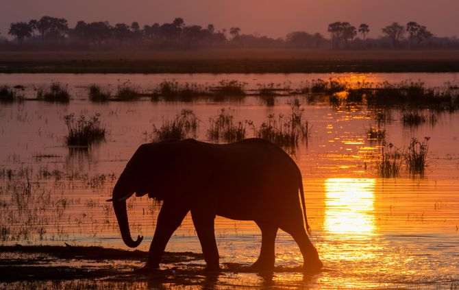 Mhoje_elephants_photo_jpg
