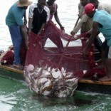 Mhoje_sofalafishcatch1_photo_jpg