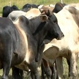 Mhoje-quelimanecattle_photo_jpg