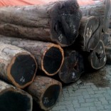 Mhoje_blackwood1_photo_jpg