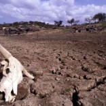 Mhoje_droughtmozlusa_photo_jpg
