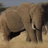 Mhoje_elephant7_photo_jpg