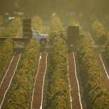 Mhoje_farmlandzim_photo_jpg