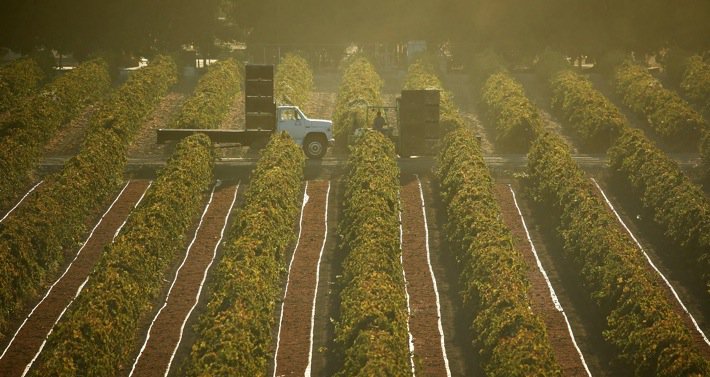 Mhoje_farmlandzim_photo_jpg