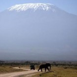 Kilimanjaro is seen behind an elephant in Amboseli National park January 26, 2015. REUTERS/Goran Tomasevic