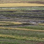 A farmer works with tractor in a rice field in Taubate, Brazil, June 19, 2015. REUTERS/Paulo Whitaker