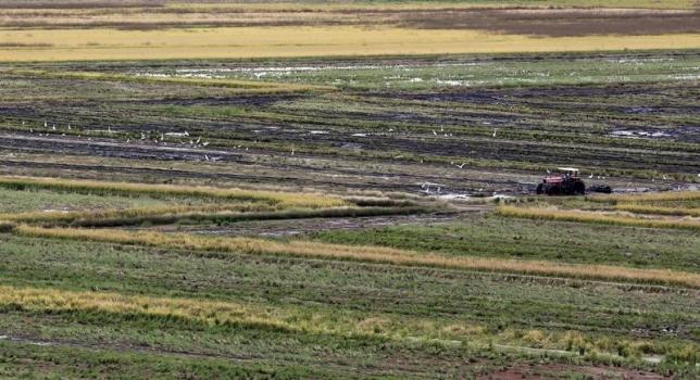 A farmer works with tractor in a rice field in Taubate, Brazil, June 19, 2015. REUTERS/Paulo Whitaker
