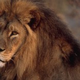 Close view of an African lion (Panthera leo).