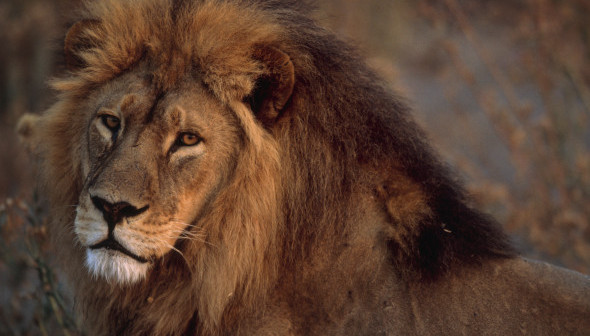 Close view of an African lion (Panthera leo).