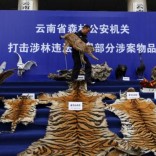 A police officer carries a stuffed lynx specimen as he arranges confiscated rare wild animal products displayed at the courtyard of a police station in Kunming, Yunnan province, China January 22, 2014.  REUTERS/Wong Campion/File Photo