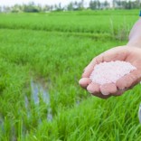 MHOJE_RICEREV_PHOTO_JPG
