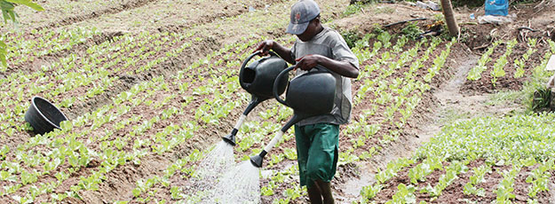 Mhoje_agriculturemoz3_photo_jpg