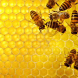 Mhoje_beehoney1_photo_jpg