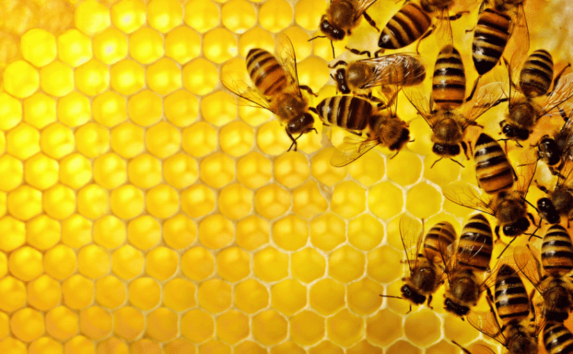 Mhoje_beehoney1_photo_jpg