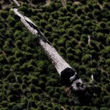 A cow grazes next to a fallen tree on a tract of deforested Amazon rainforest near the city of Novo Progresso, Brazil July 2, 2013. Picture taken July 2, 2013. REUTERS/Nacho Doce/File Photo