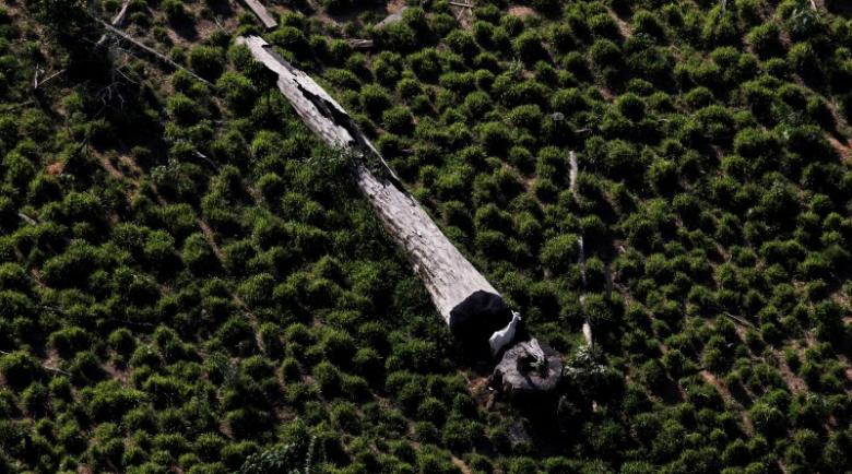 A cow grazes next to a fallen tree on a tract of deforested Amazon rainforest near the city of Novo Progresso, Brazil July 2, 2013. Picture taken July 2, 2013. REUTERS/Nacho Doce/File Photo