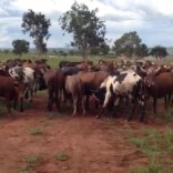 Mhoje_cattle_photo_jpg