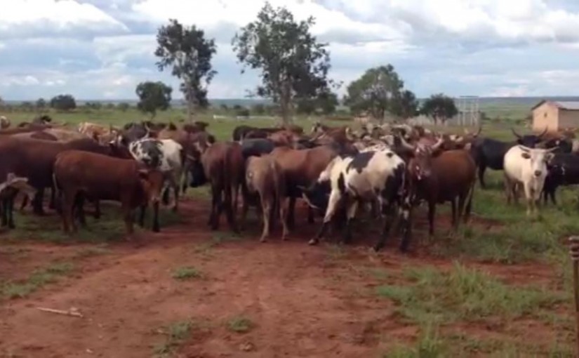 Mhoje_cattle_photo_jpg