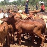 Mhoje_cattlemanicarm_photo_jpg
