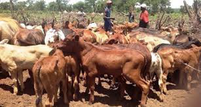 Mhoje_cattlemanicarm_photo_jpg