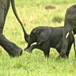 Mhoje_elephantbabysteps_photo_jpg