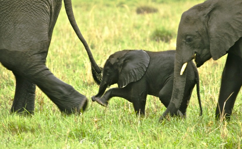 Mhoje_elephantbabysteps_photo_jpg