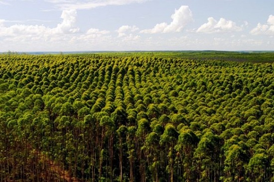 Mhoje_eucalyptus_photo_jpg