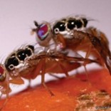 Mhoje_fruitfly_photo_jpg