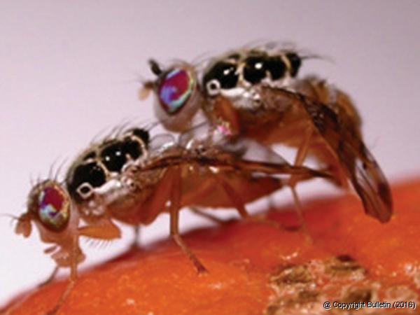 Mhoje_fruitfly_photo_jpg