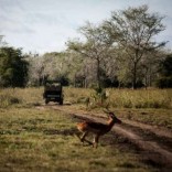 Mhoje_gorongosapark_photo_jpg