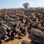 Mhoje_loggingtete_photo_jpg