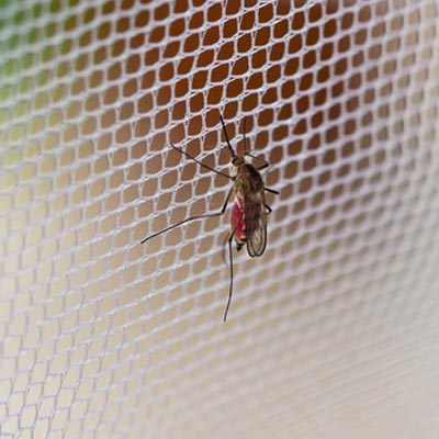 Mhoje_mosquitonet_photo_jpg