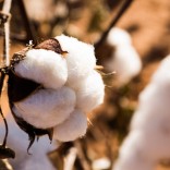 Mhoje_organiccotton_photo_jpg