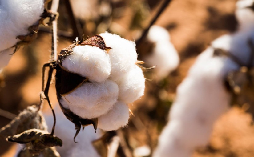 Mhoje_organiccotton_photo_jpg