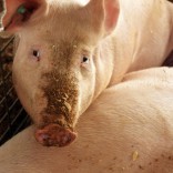 Mhoje_pigs3_photo_jpg