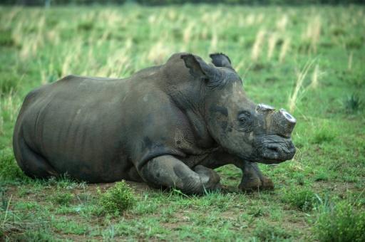 Mhoje_rhinopoaching_photo_jpg
