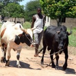 Mhoje_ruralwork1_photo_jpg