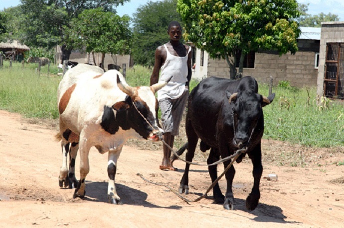 Mhoje_ruralwork1_photo_jpg