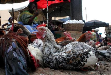 A Togolese woman sales chickens at a market in the capital Lome. File Photo. REUTERS/Noel Kokou Tadegnon