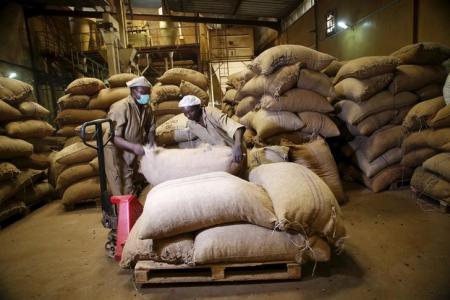 Workers arrange bags containing cocoa beans at a cocoa processing factory in Ile-Oluji village in Ondo state, southwest Nigeria March 30, 2016.  REUTERS/Akintunde Akinleye