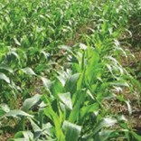 mhoje_agriculturemoz_photo_jpg