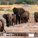 A herd of elephants walk past a watering hole in Hwange National Park, Zimbabwe, October 14, 2014.  REUTERS/Philimon Bulawayo/File Photo