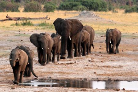 A herd of elephants walk past a watering hole in Hwange National Park, Zimbabwe, October 14, 2014.  REUTERS/Philimon Bulawayo/File Photo