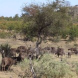 mhoje_kruger_photo_jpg