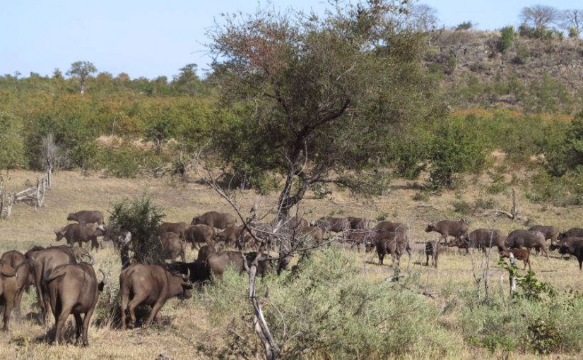 mhoje_kruger_photo_jpg