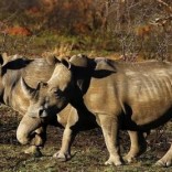 Rhinos are seen at the Mafikeng Game Reserve in South Africa's North West province, November 11, 2010. REUTERS/Siphiwe Sibeko/File Photo